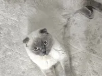 1 yaşında kısır dişi Scottish Fold