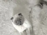 1 yaşında kısır dişi Scottish Fold