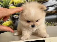 Kredi Kartına Taksitle Kore Kan Pomeranian Boo Yavrusu