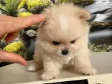 Kredi Kartına Taksitle Kore Kan Pomeranian Boo Yavrusu