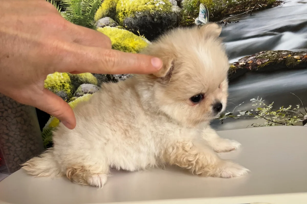 Kredi Kartına Taksitle Kore Kan Pomeranian Boo Yavrusu 3