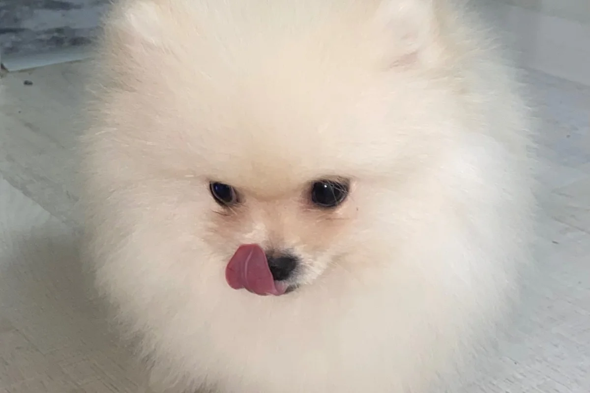 4 aylık orijinal pomeranian boo 3