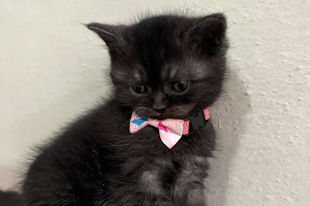 British Longhair Minnaklar 5