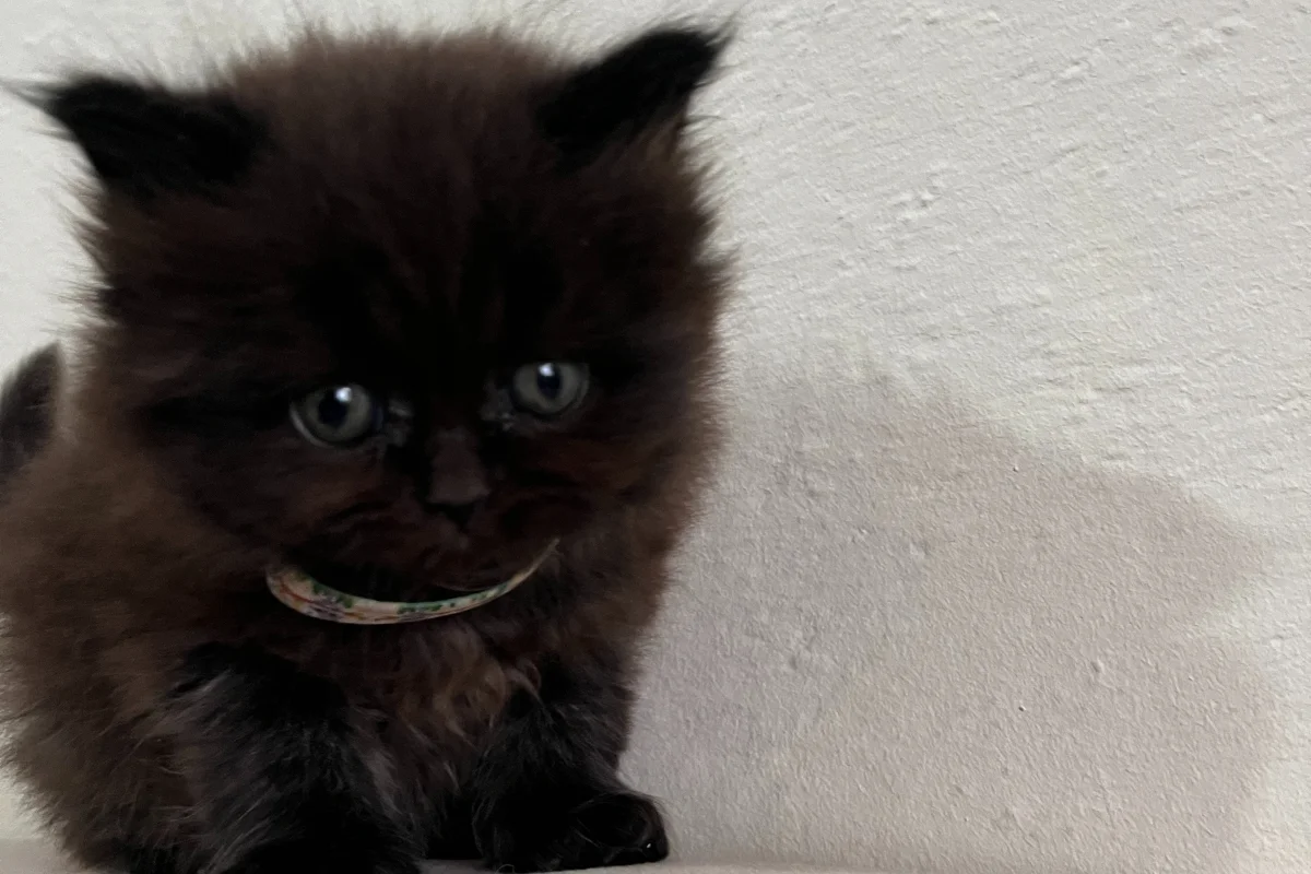 British Longhair Minnaklar 2