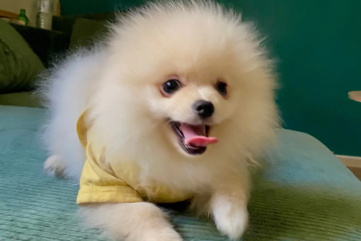 4 aylık orijinal pomeranian boo 2