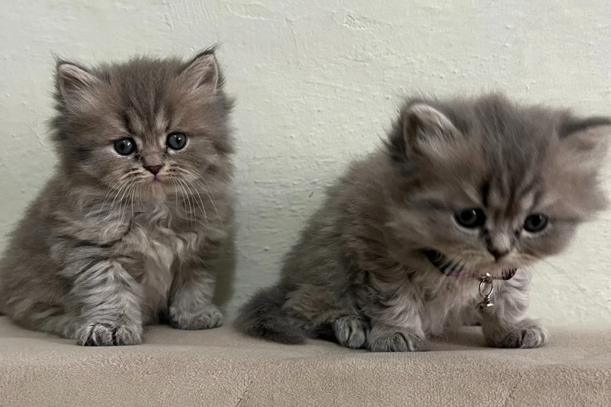 British Longhair Minnaklar 3