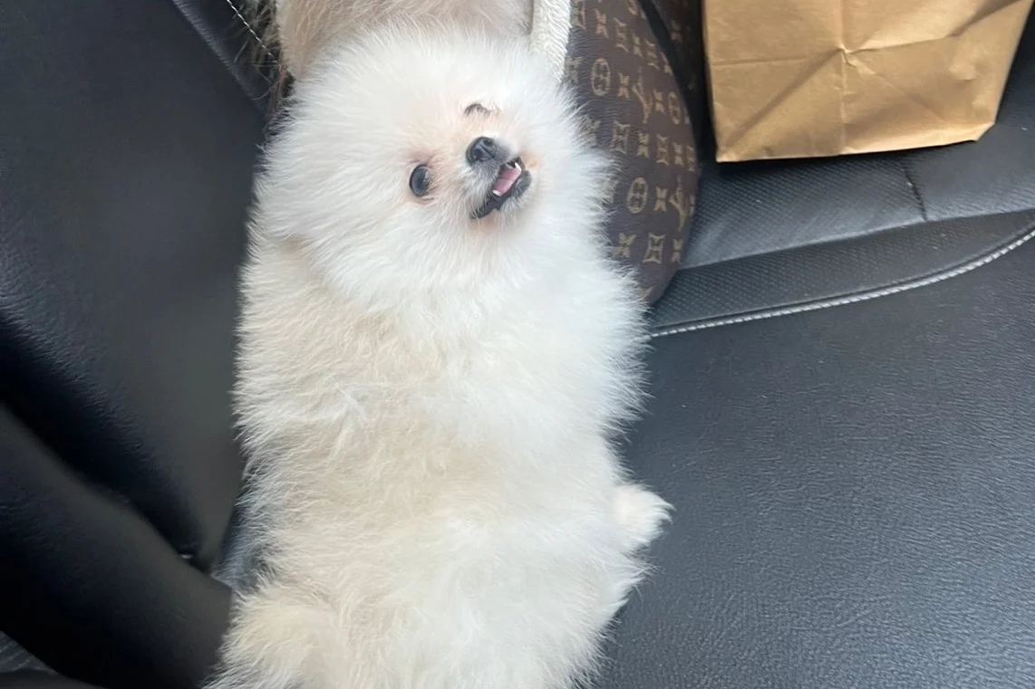 4 aylık orijinal pomeranian boo 4