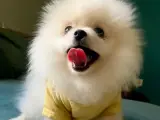 4 aylık orijinal pomeranian boo
