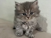 British Longhair Minnaklar