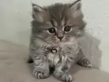 British Longhair Minnaklar