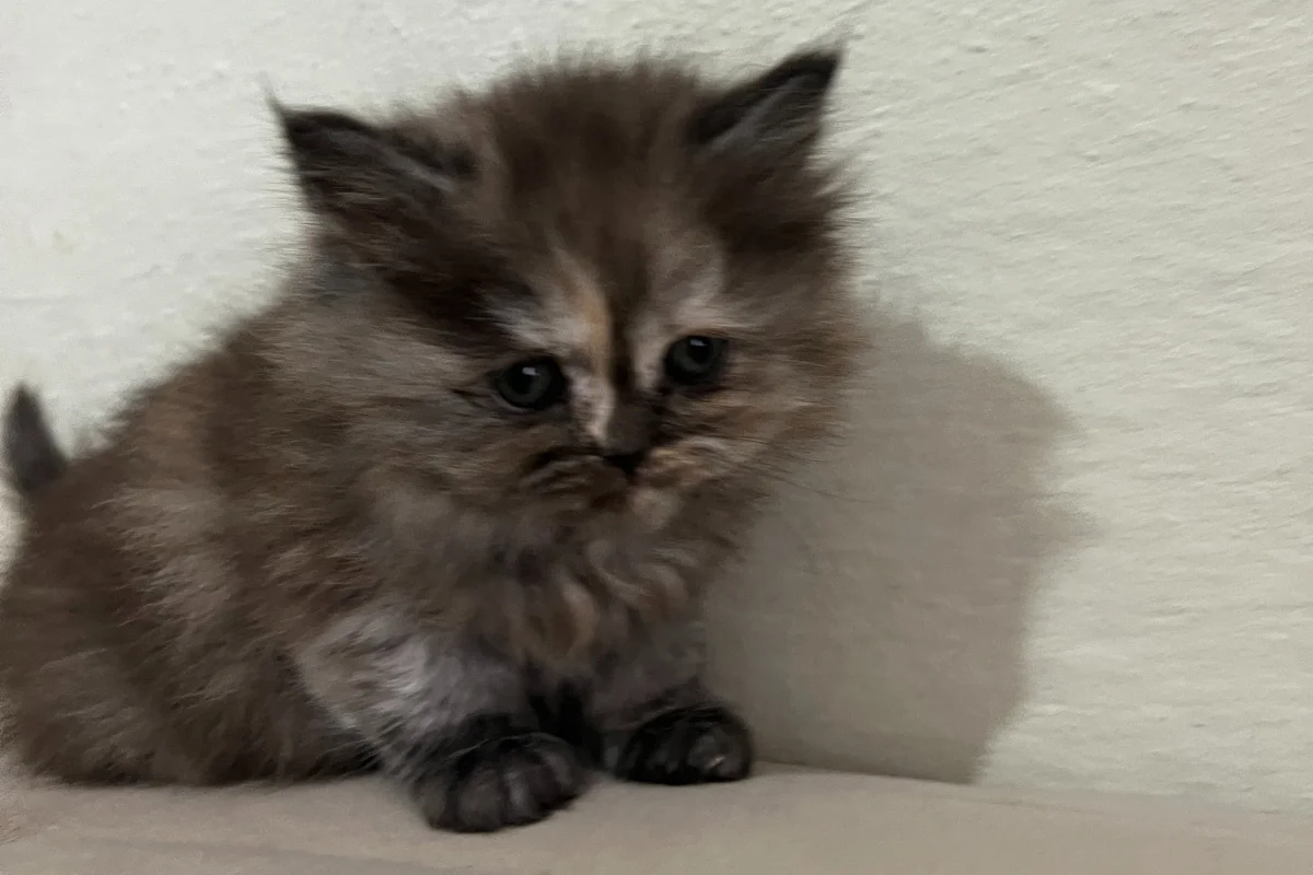 British Longhair Minnaklar 4