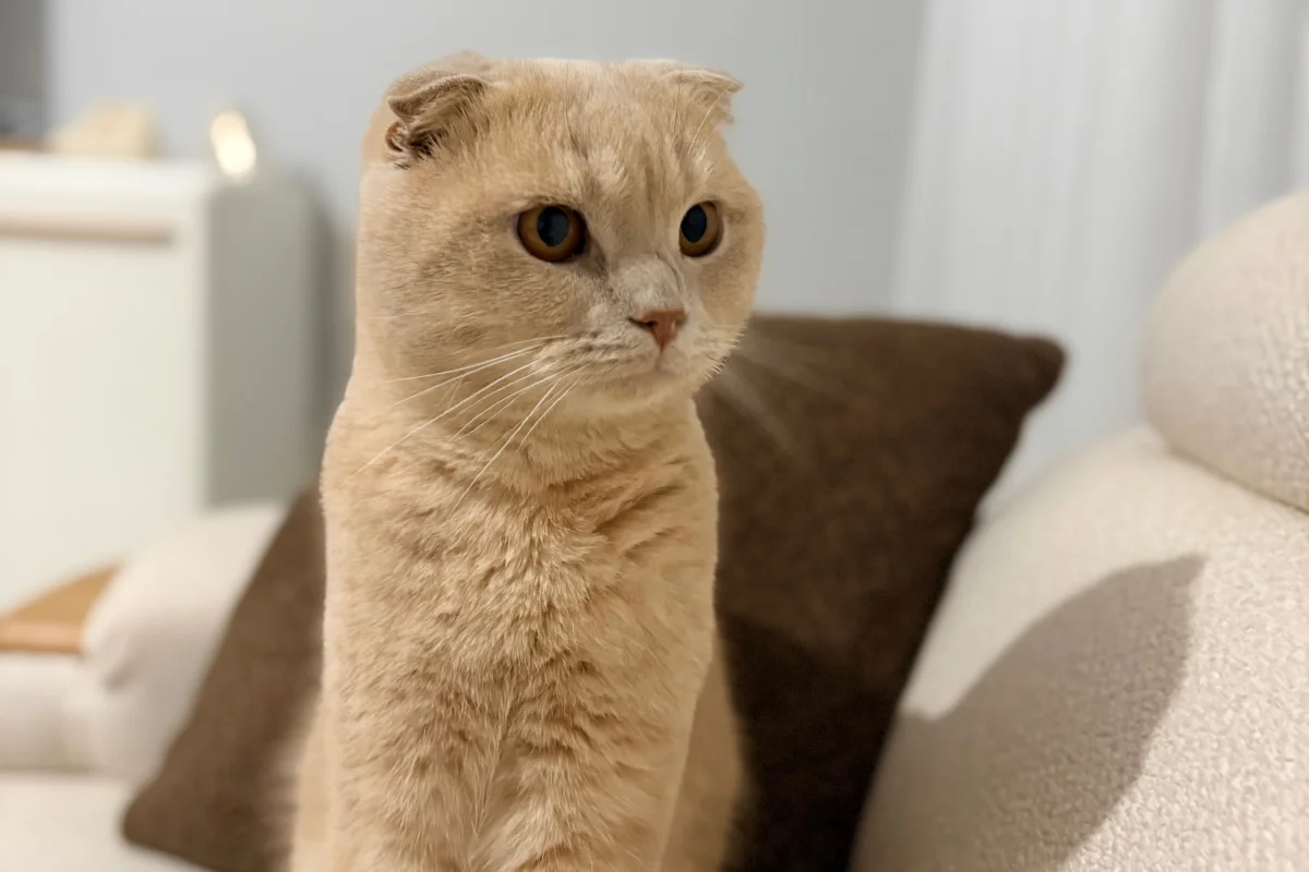 Scottish fold 2 yaşında kısır erkek 2