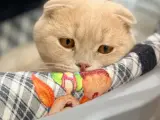 Scottish fold 2 yaşında kısır erkek