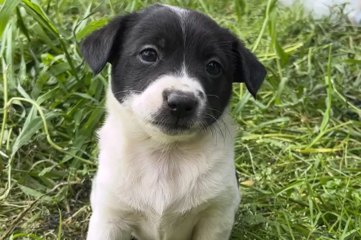 2 Aylık Melez Chihuahua 1