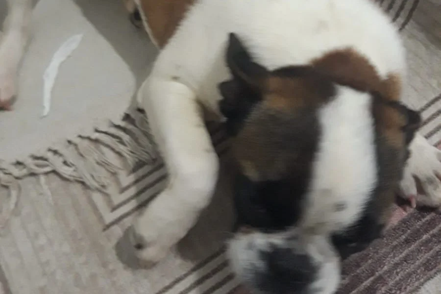 2,5 Aylık French Bulldog 2