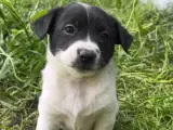 2 Aylık Melez Chihuahua