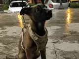 3 aylık dişi Belçika malinois