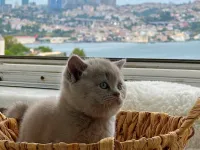 Evden 100% safkan lilac britsh shorthair yavru