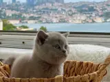 Evden 100% safkan lilac britsh shorthair yavru