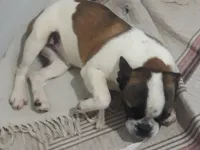 2,5 Aylık French Bulldog