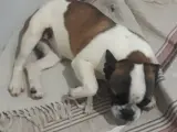 2,5 Aylık French Bulldog