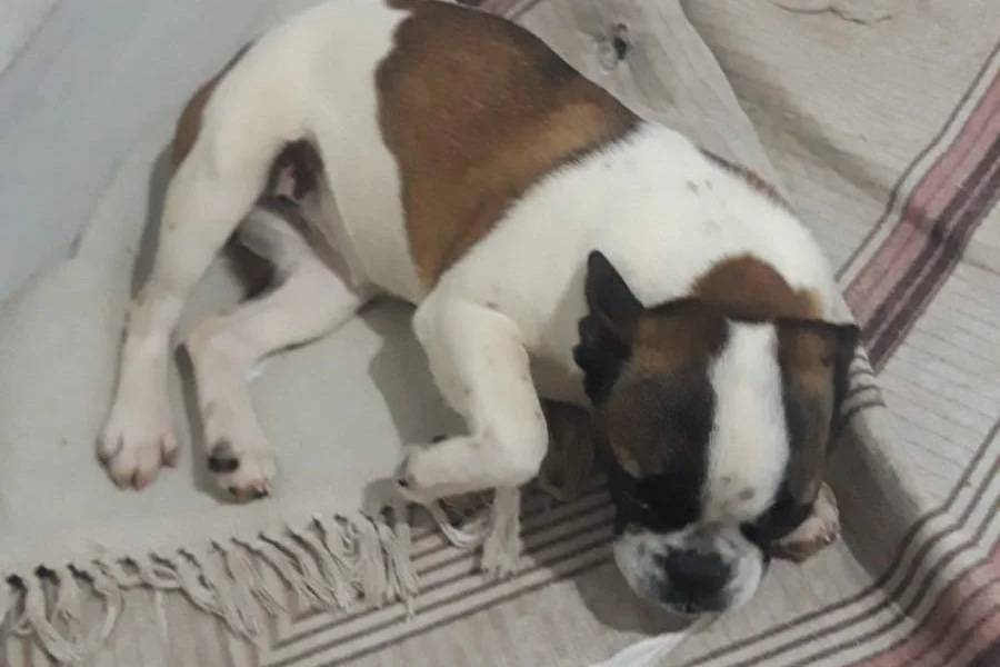 2,5 Aylık French Bulldog 1