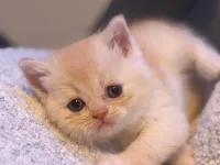 British Shorthair golden