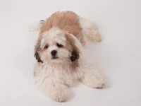 3 aylık shih tzu erkek yavrusu