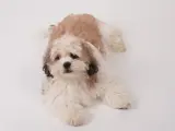 3 aylık shih tzu erkek yavrusu