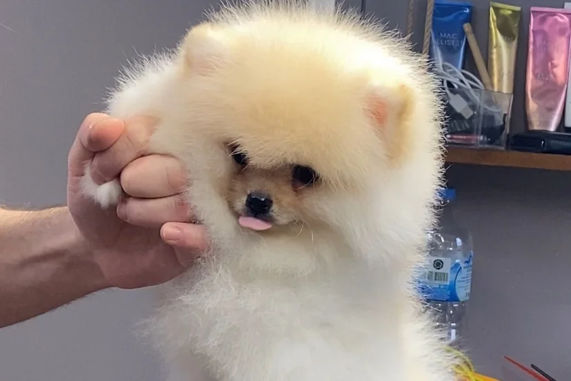 3 Aylık Pomerian 2