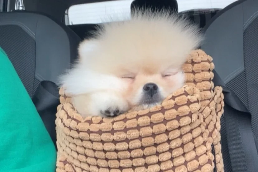 3 Aylık Pomerian 4