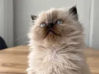 British Longhair Chocolate Point