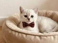 ÇOK UYGUN ERKEK BONCUK OĞLAN