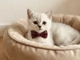 ÇOK UYGUN ERKEK BONCUK OĞLAN