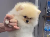 3 Aylık Pomerian