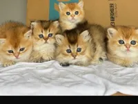 Ny 11 minik patilerimiz yeni sahiplerini bekliyor