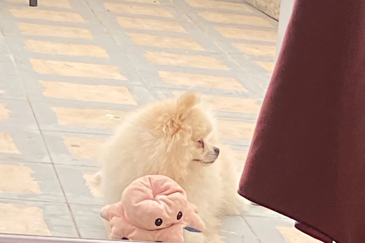 Güzel oğlumuzu iş nedeniyle veriyoruz 3