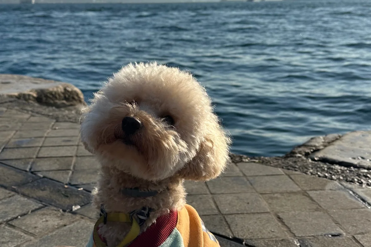 2 yaşında toy poodle erkek 2