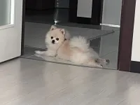 Güzel oğlumuzu iş nedeniyle veriyoruz