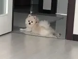 Güzel oğlumuzu iş nedeniyle veriyoruz