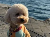 2 yaşında toy poodle erkek