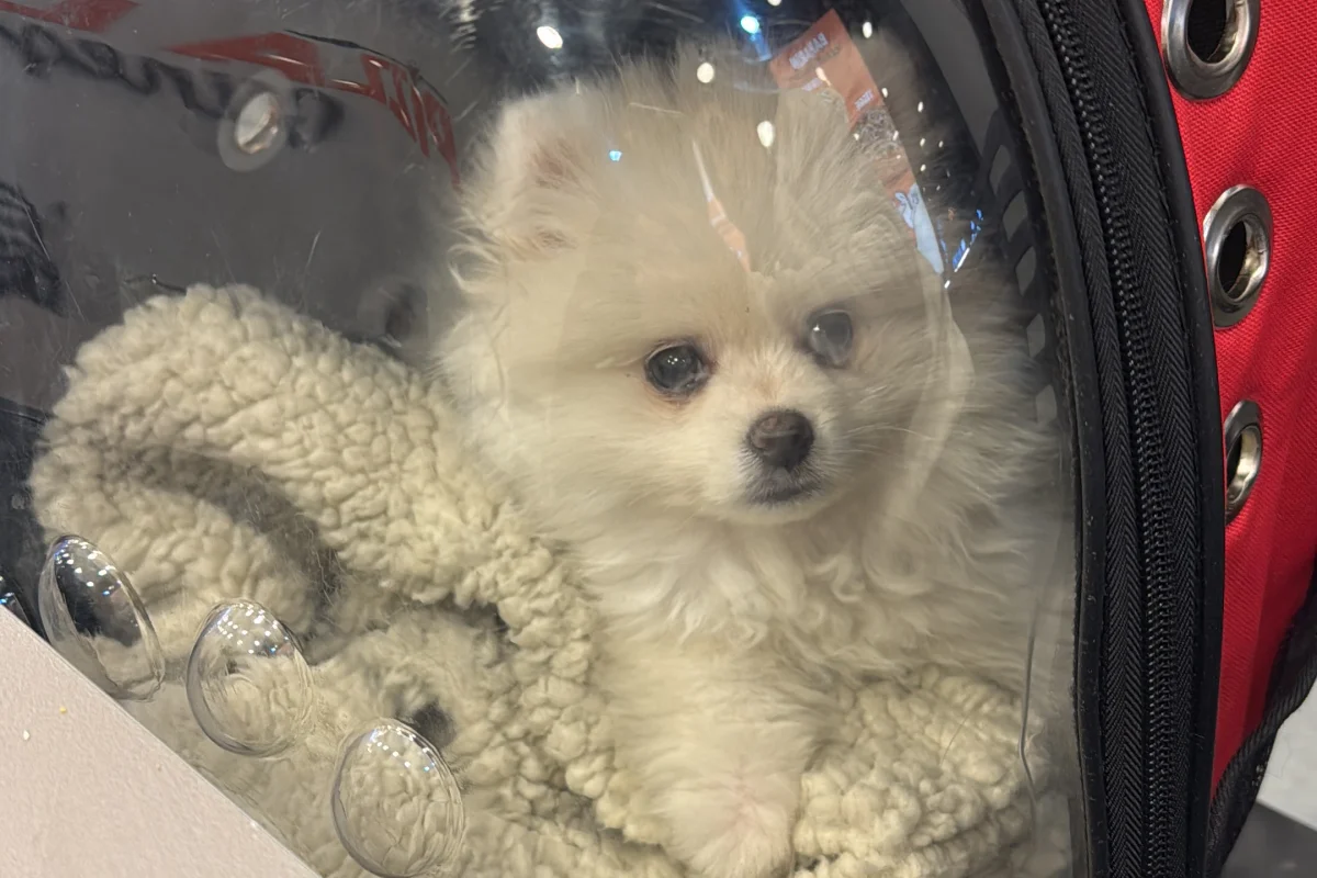 3 AYLIK POMERANIAN BOO acill yuva arıyoruz fiyata anlaşılır güvenilir kişilere 3