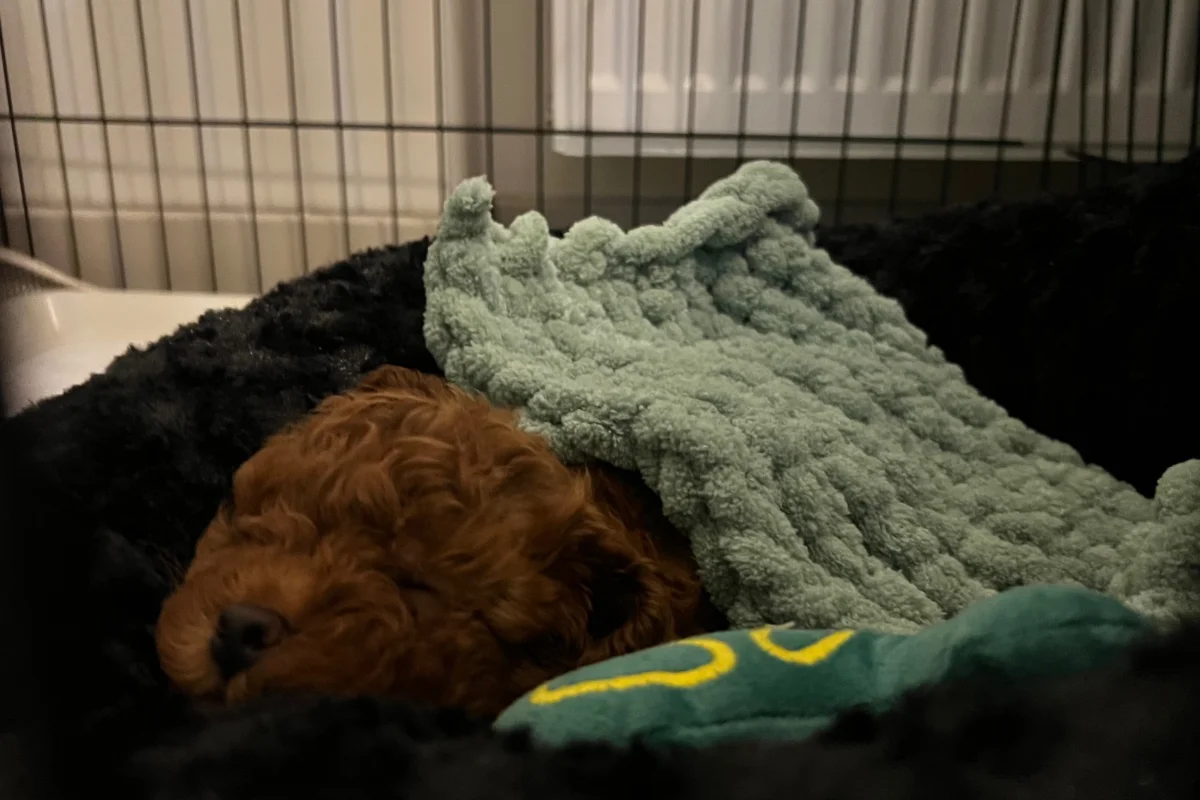 3 Aylık Toy Poodle 4