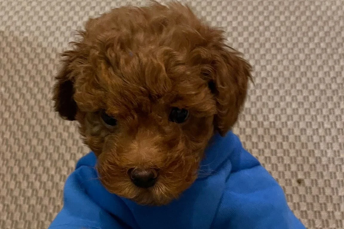 3 Aylık Toy Poodle 3