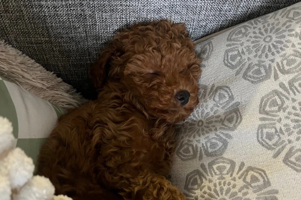 3 Aylık Toy Poodle 6