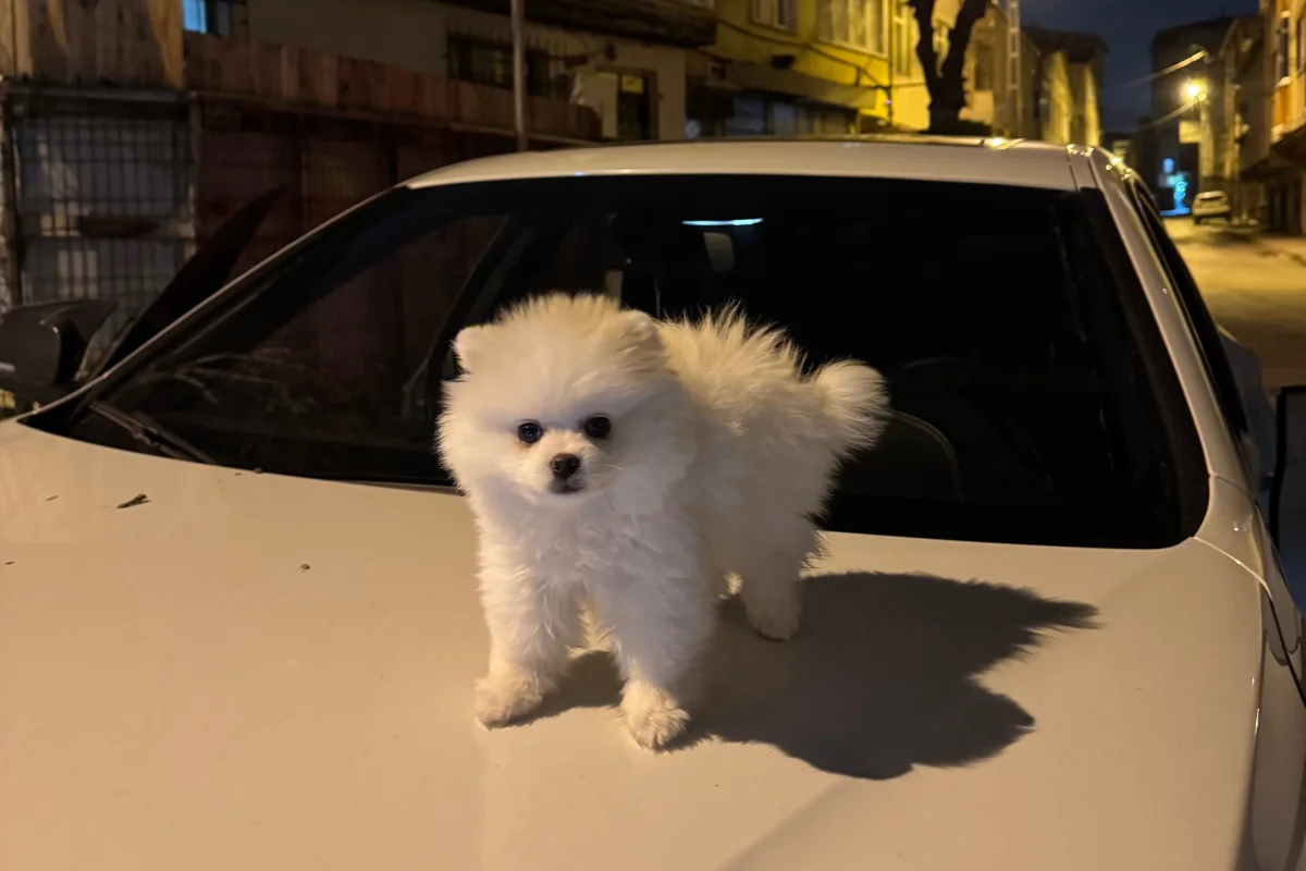 3 AYLIK POMERANIAN BOO acill yuva arıyoruz fiyata anlaşılır güvenilir kişilere 2