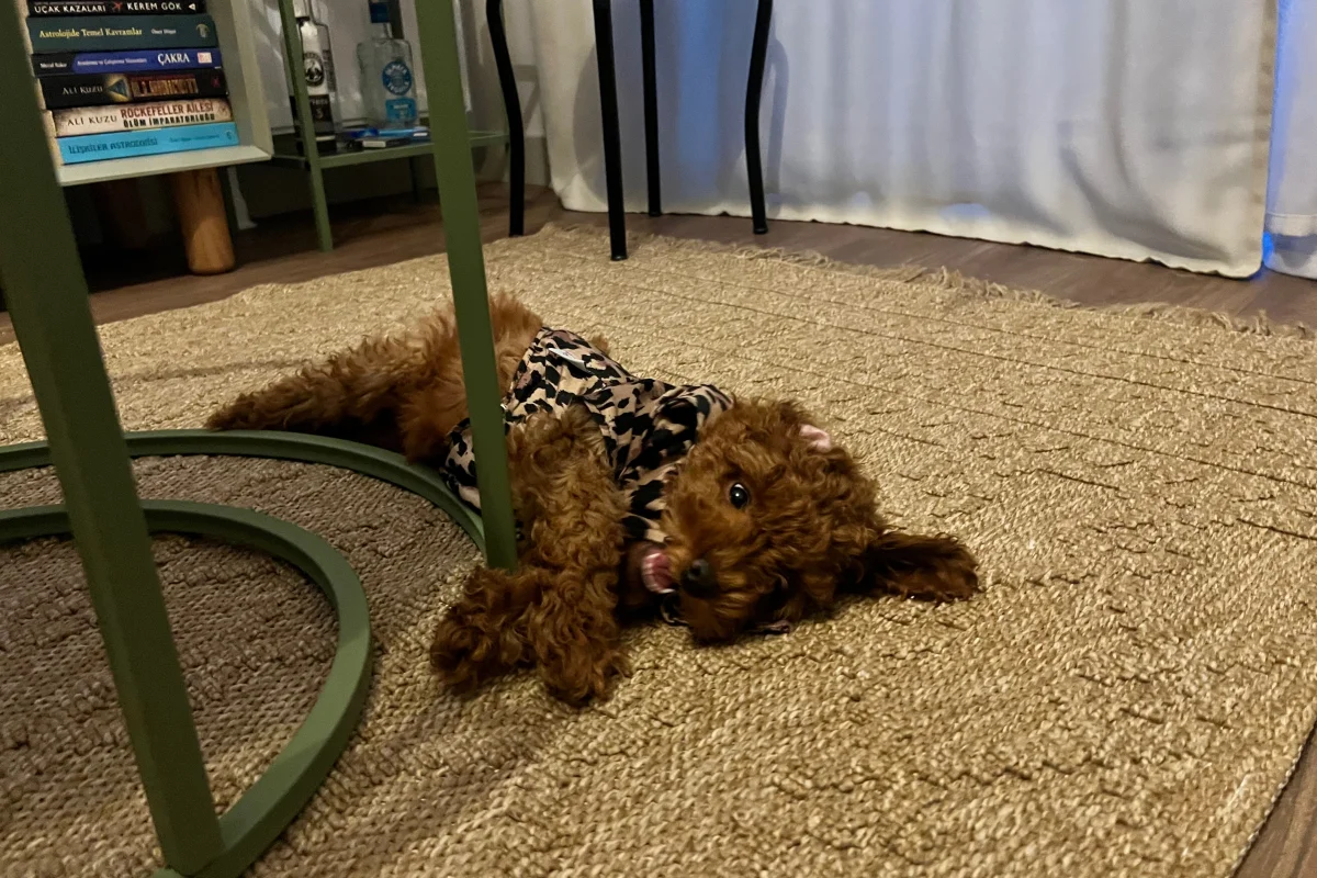 3 Aylık Toy Poodle 2