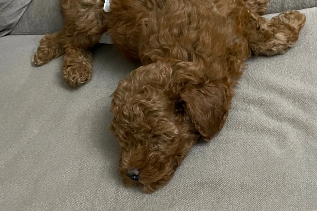 3 Aylık Toy Poodle 5