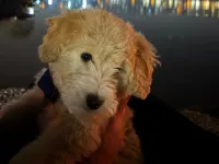 3 aylık erkek maltipoo