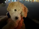 3 aylık erkek maltipoo